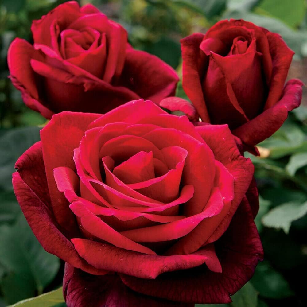 Red Rose Seeds - Heirloom Flower Garden Seeds for Growing