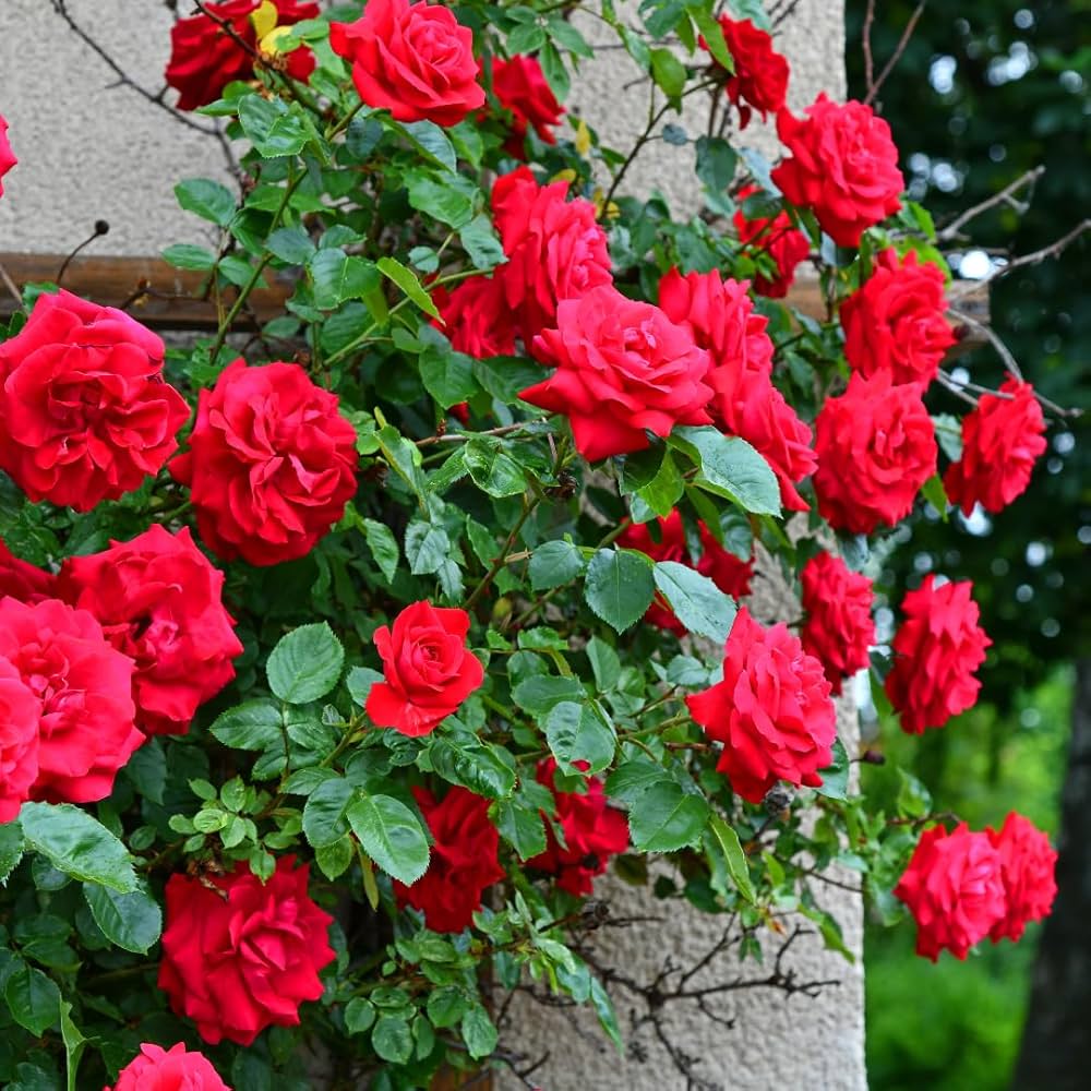 Red Rose Seeds - Heirloom Flower Garden Seeds for Growing
