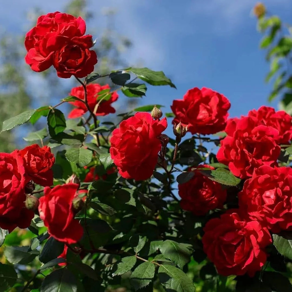 Red Rose Seeds - Heirloom Flower Garden Seeds for Growing