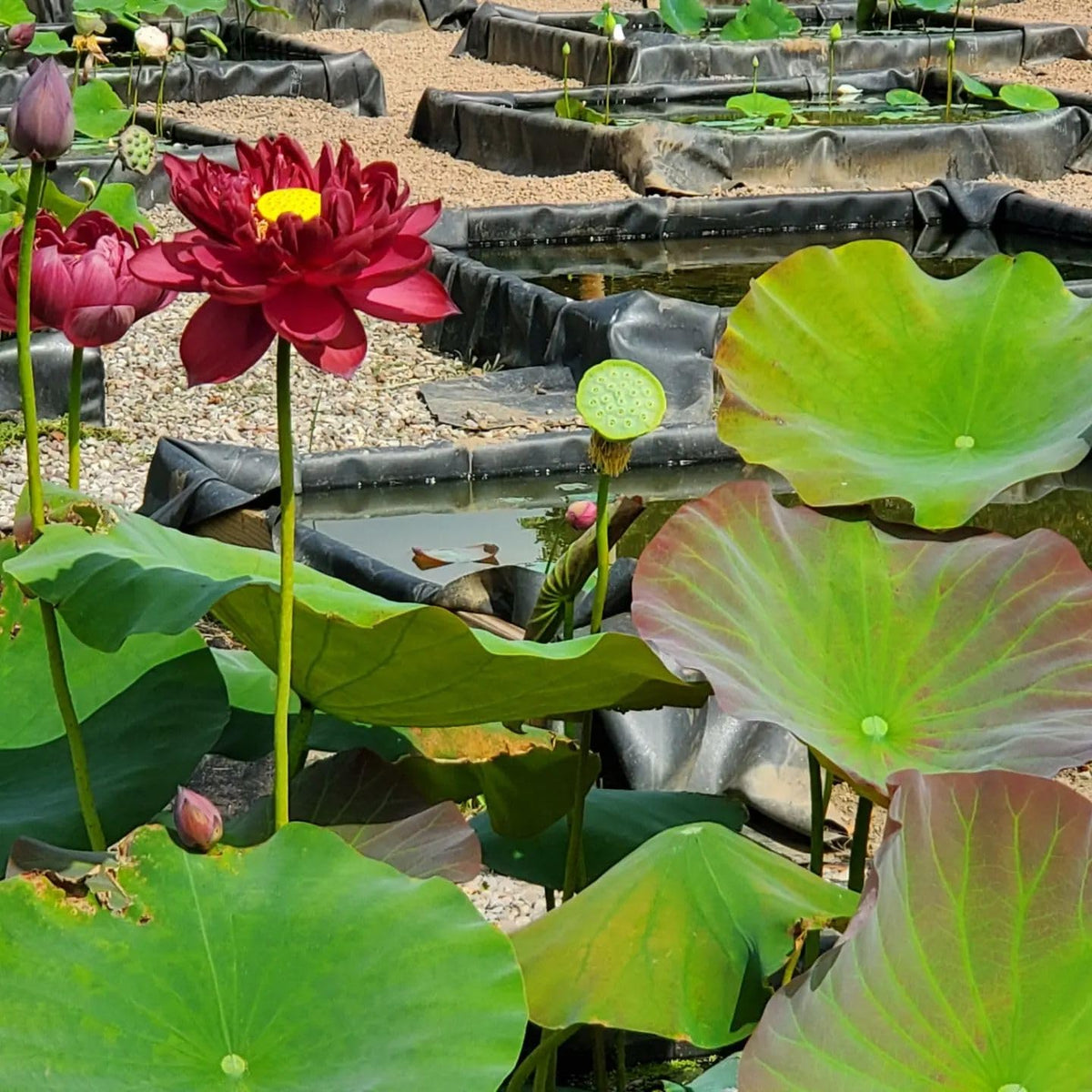 Red Sacred Lotus Seeds - Heirloom Flower Garden Seeds for Growing