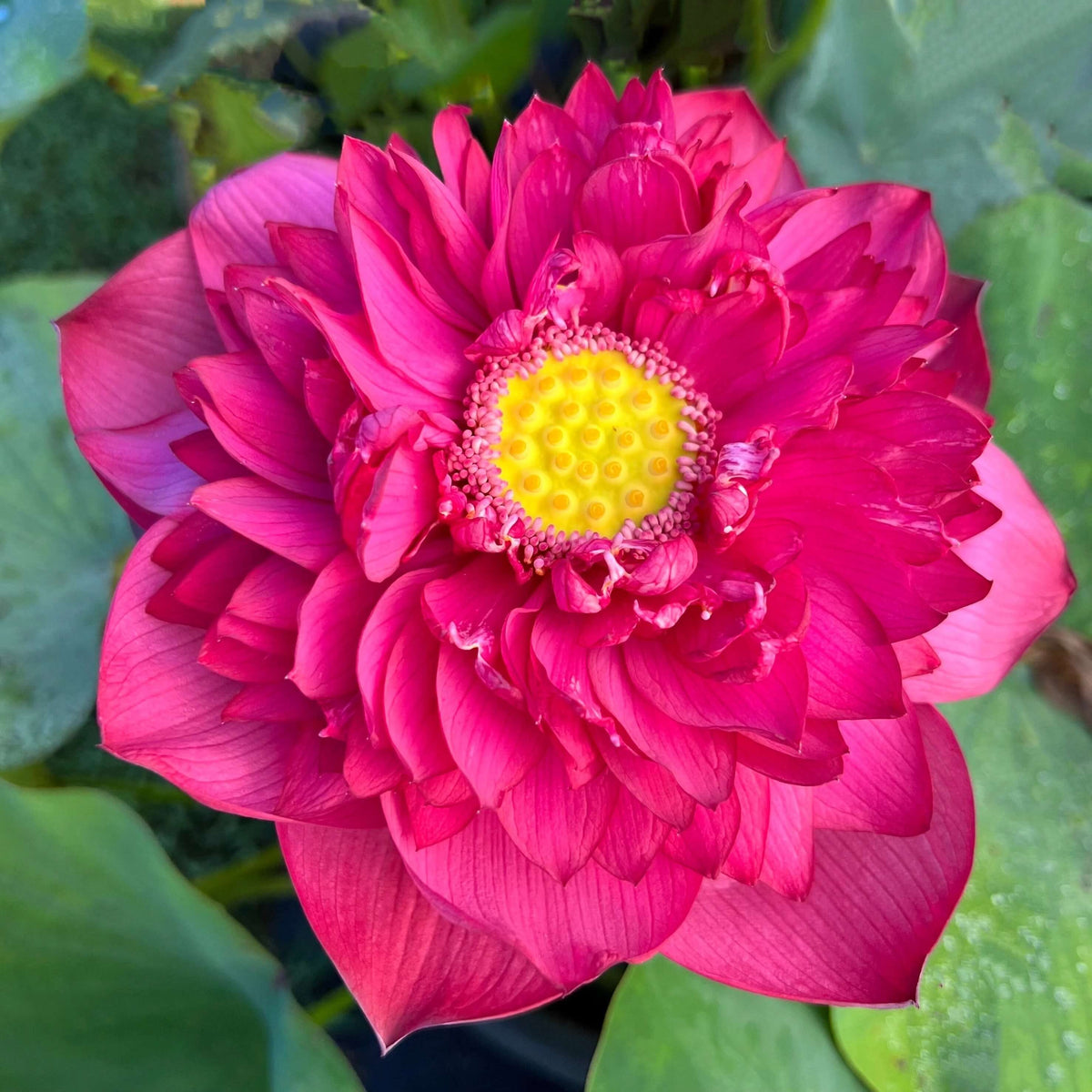 Red Sacred Lotus Seeds - Heirloom Flower Garden Seeds for Growing