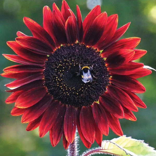 Red Sunflower Seeds - Heirloom Flower Garden Seeds for Growing
