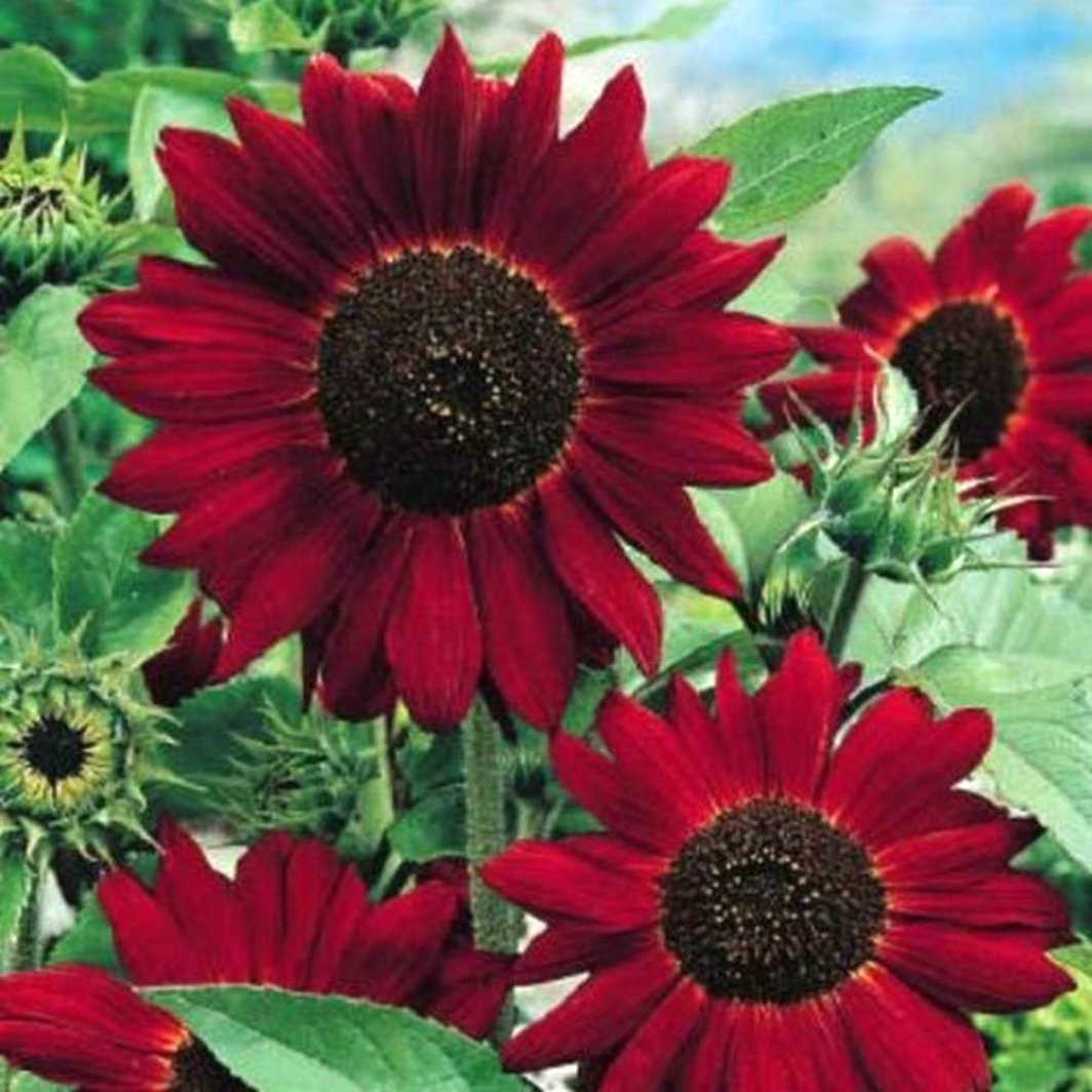 Red Sunflower Seeds - Heirloom Flower Garden Seeds for Growing
