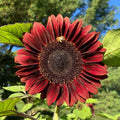 Red Sunflower Seeds - Heirloom Flower Garden Seeds for Growing