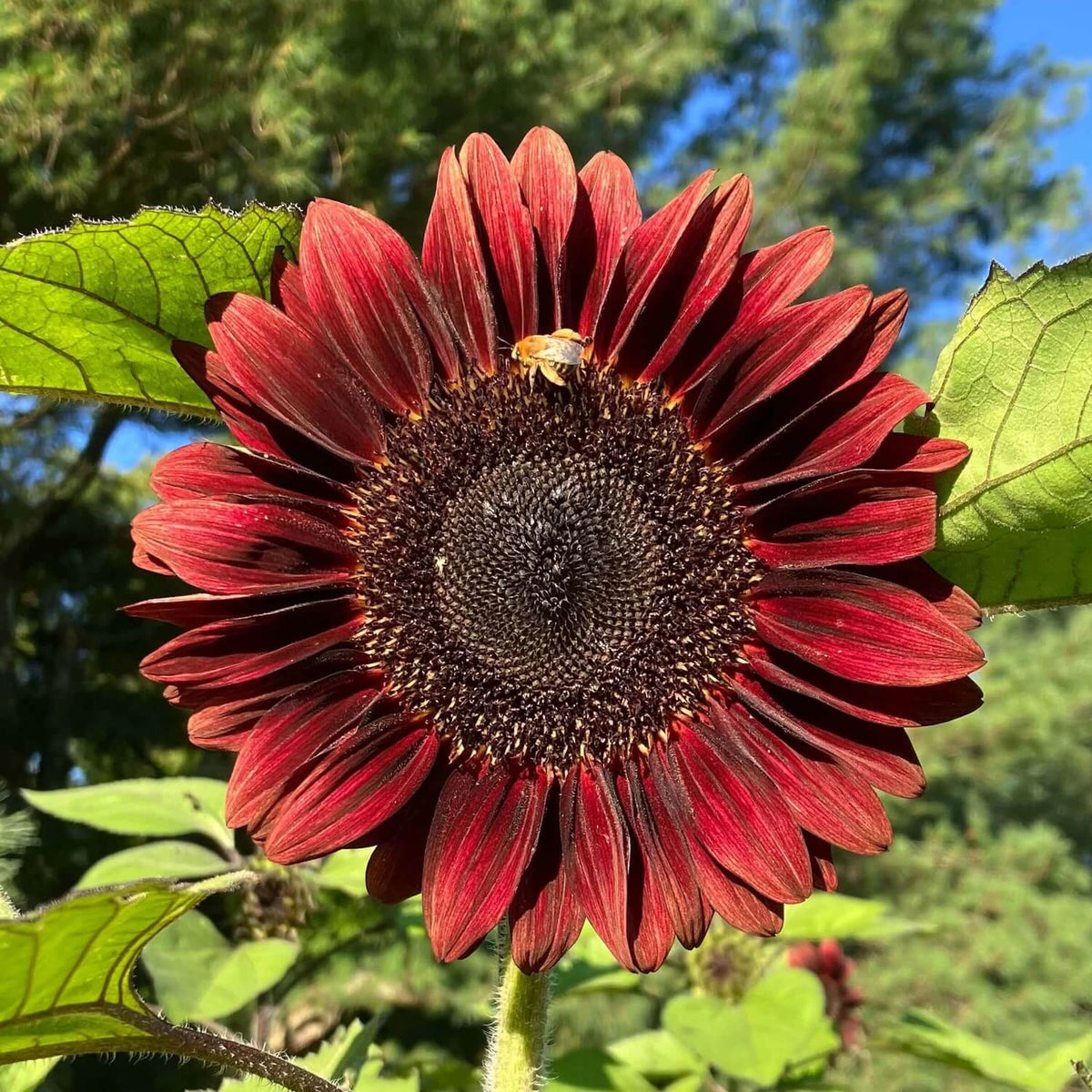 Red Sunflower Seeds - Heirloom Flower Garden Seeds for Growing