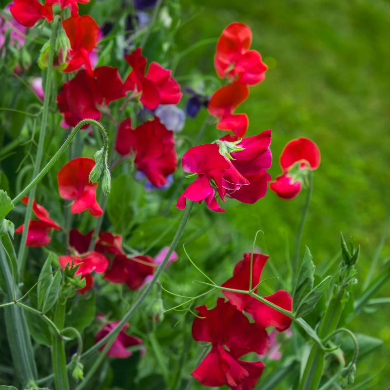 Red Sweet Pea Seeds - Heirloom Flower Garden Seeds for Growing