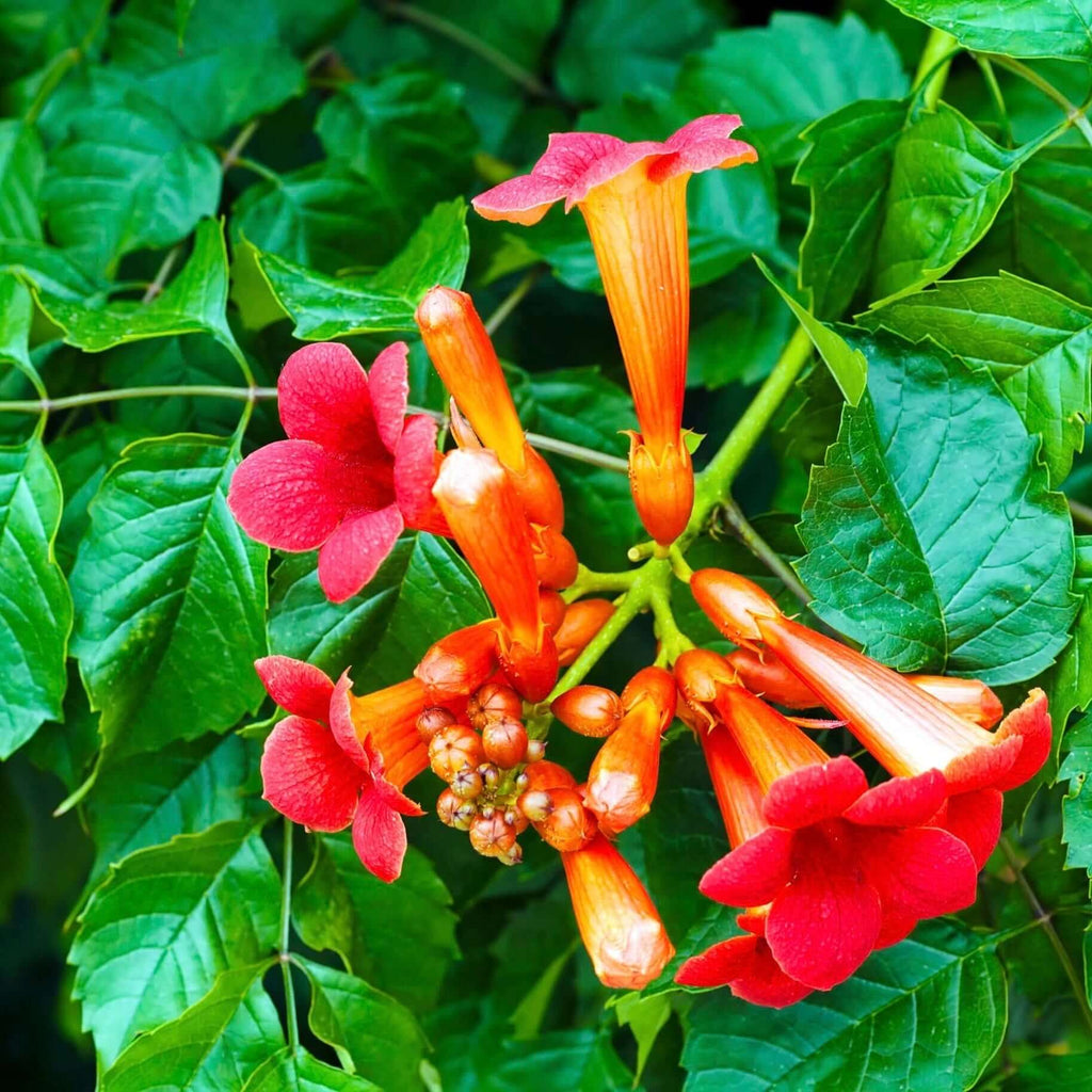 Red Trumpet Vine Seeds - Heirloom Flower Garden Seeds for Growing