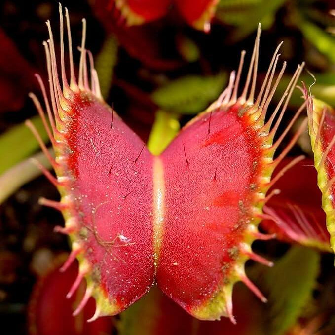 Red Venus Fly Trap Seeds - Heirloom Flower Garden Seeds for Growing