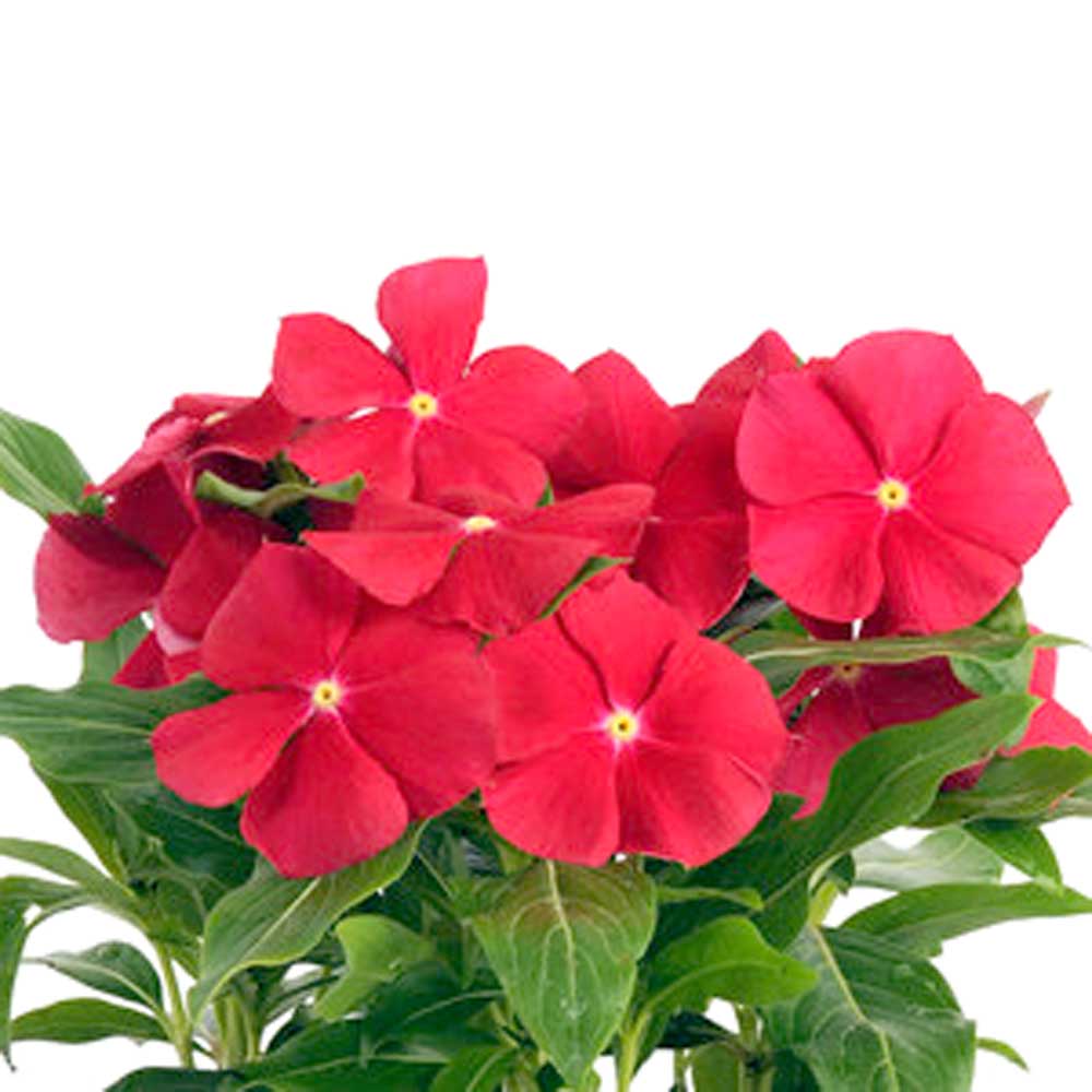 Red Vinca Seeds - Heirloom Flower Garden Seeds for Growing