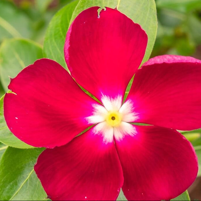 Red Vinca Seeds - Heirloom Flower Garden Seeds for Growing
