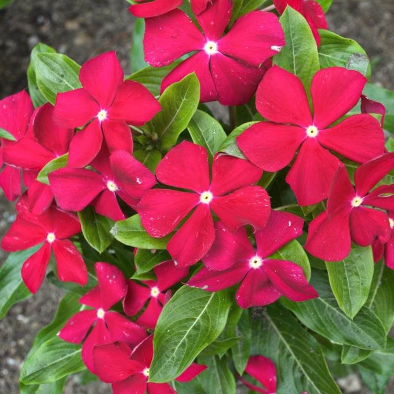 Red Vinca Seeds - Heirloom Flower Garden Seeds for Growing