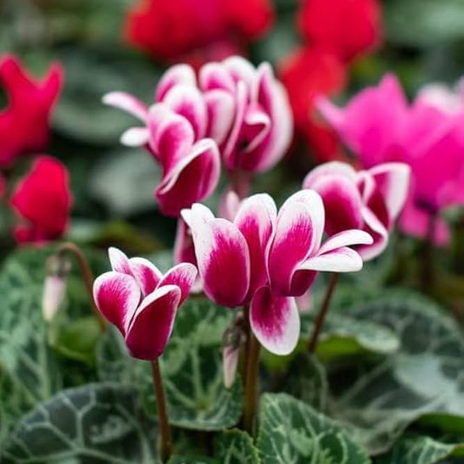 Red & White Cyclamen Seeds - Heirloom Flower Garden Seeds for Growing