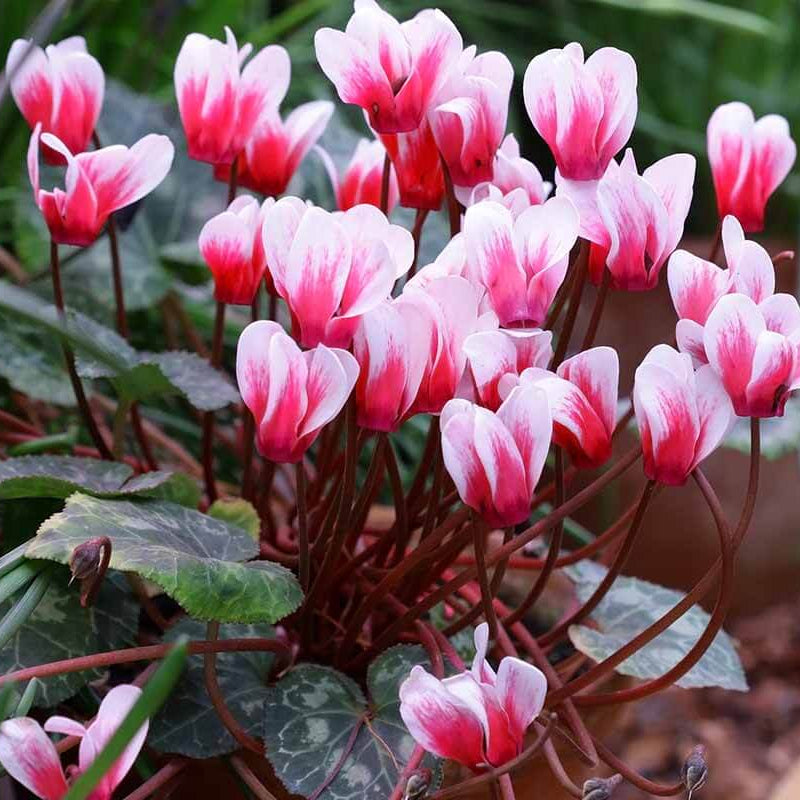 Red & White Cyclamen Seeds - Heirloom Flower Garden Seeds for Growing
