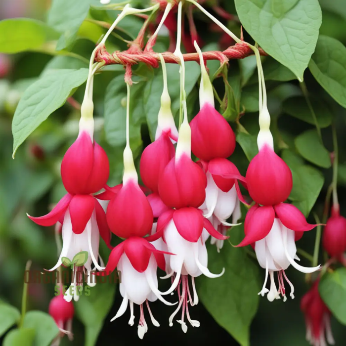 Red White Fuchsia Seeds - Heirloom Flower Garden Seeds for Growing