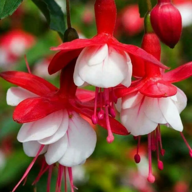 Red White Fuchsia Seeds - Heirloom Flower Garden Seeds for Growing