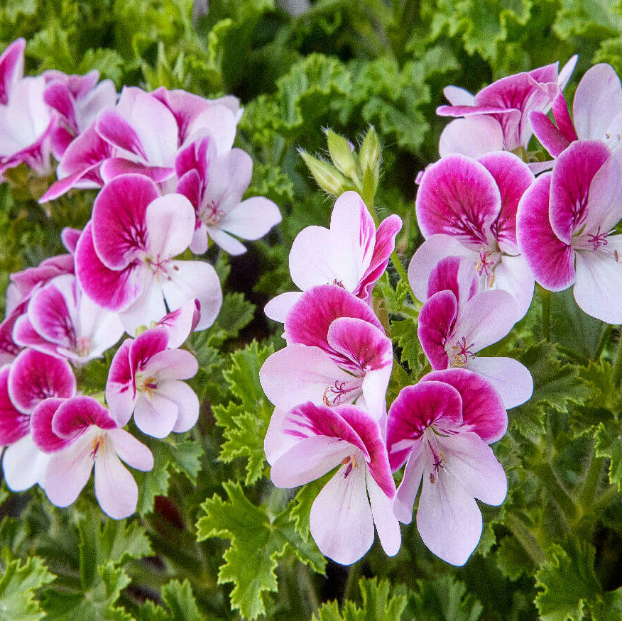 Red & White Geranium Seeds - Heirloom Flower Garden Seeds for Growing