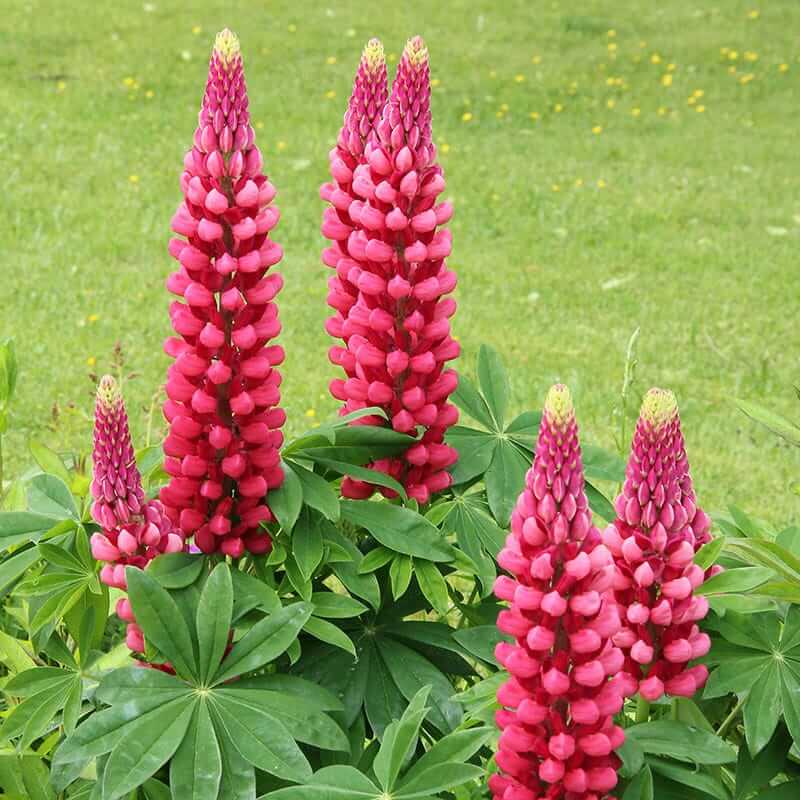 Red & White Lupine Seeds - Heirloom Flower Garden Seeds for Growing