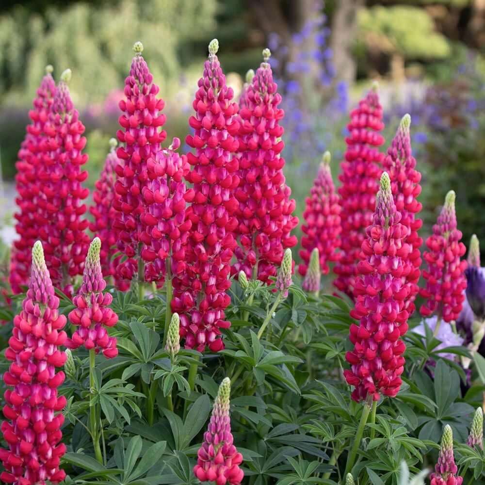 Red & White Lupine Seeds - Heirloom Flower Garden Seeds for Growing