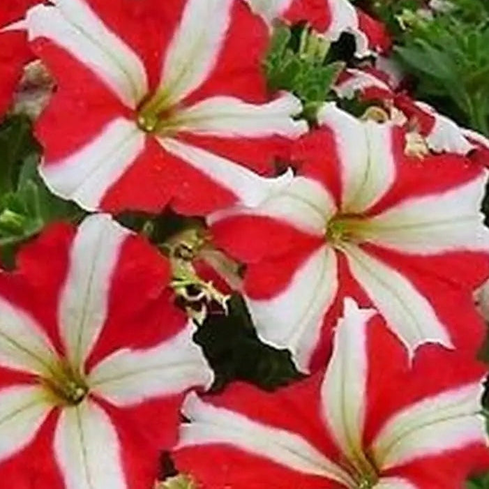 Red & White Petunia Seeds - Heirloom Flower Garden Seeds for Growing
