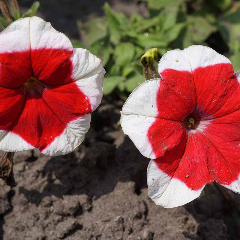 Red & White Petunia Seeds - Heirloom Flower Garden Seeds for Growing