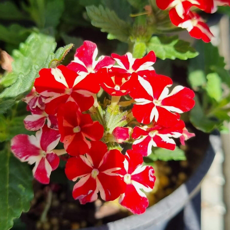 Red White Verbena Seeds - Heirloom Flower Garden Seeds for Growing