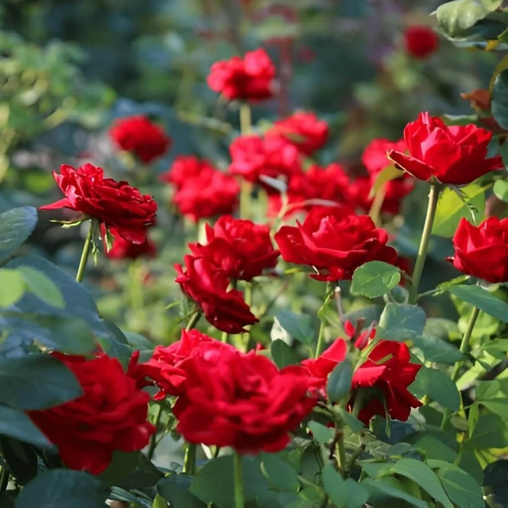 Red Wildflower Lisianthus Seeds - Heirloom Flower Garden Seeds for Growing