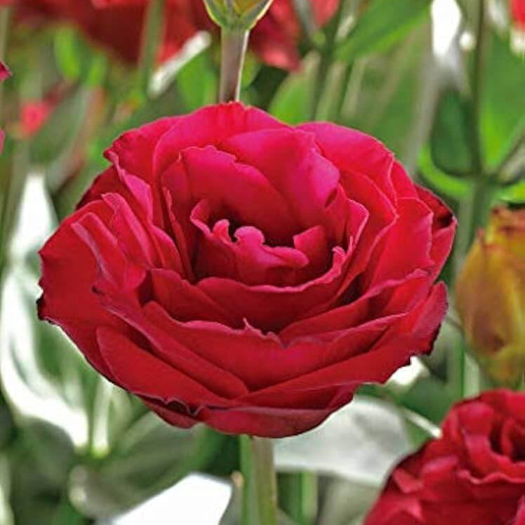 Red Wildflower Lisianthus Seeds - Heirloom Flower Garden Seeds for Growing