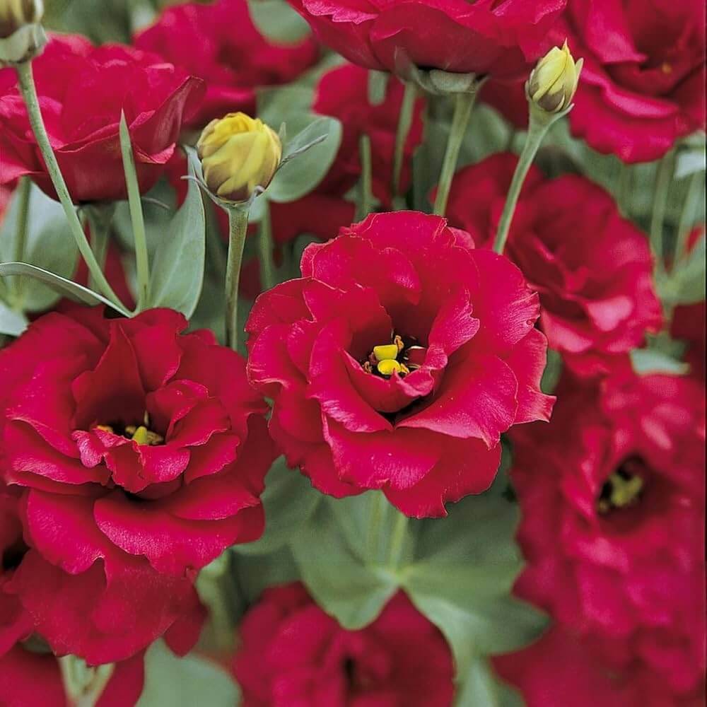 Red Wildflower Lisianthus Seeds - Heirloom Flower Garden Seeds for Growing