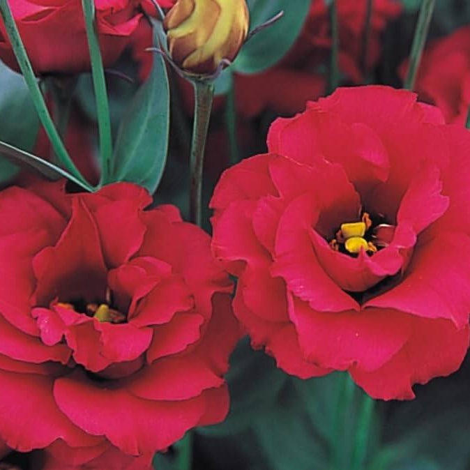 Red Wildflower Lisianthus Seeds - Heirloom Flower Garden Seeds for Growing