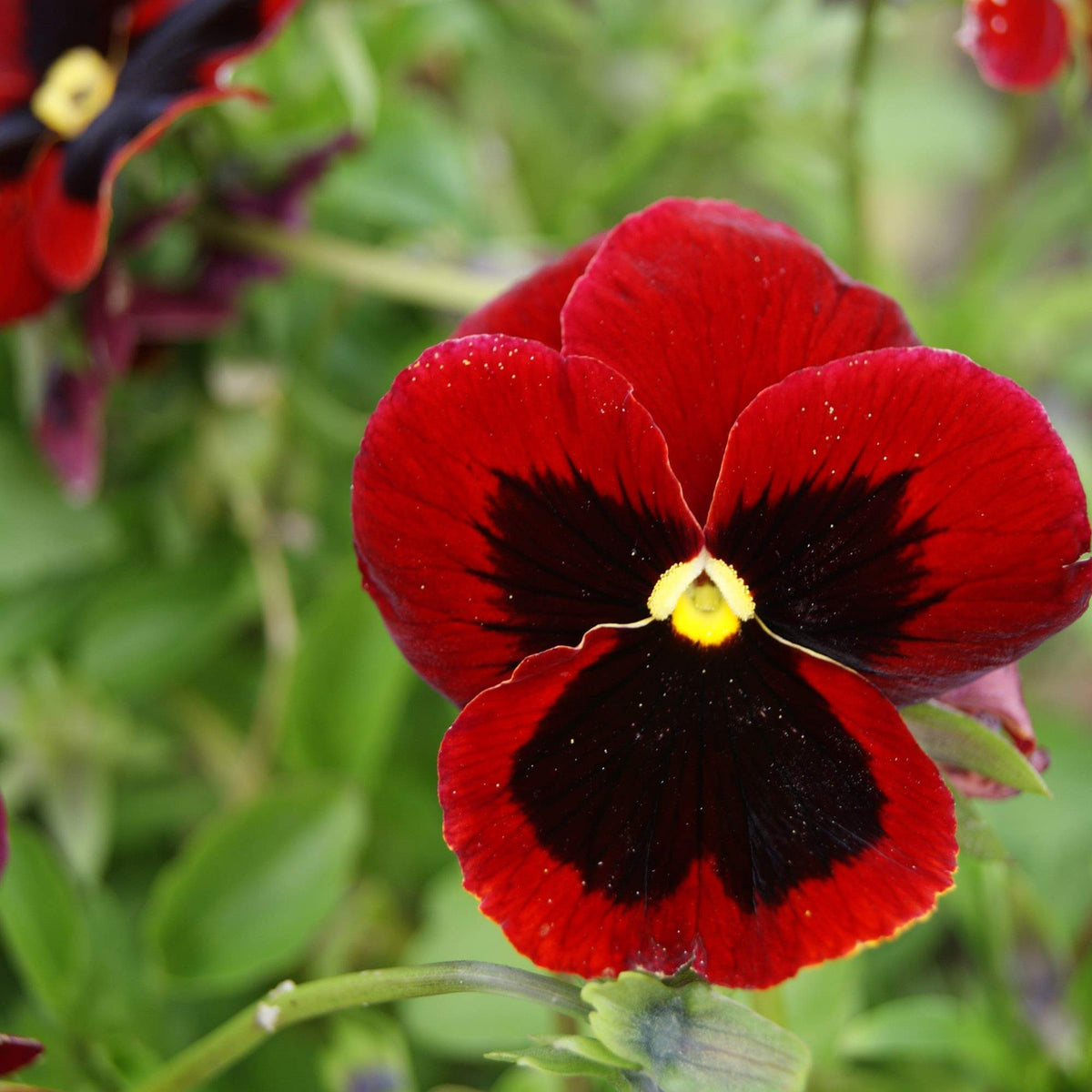 Red Wing Pansy Seeds - Heirloom Flower Garden Seeds for Growing