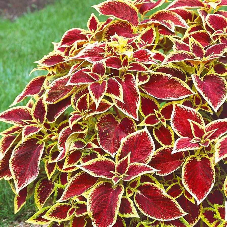 Red Yellow Coleus Seeds - Heirloom Flower Garden Seeds for Growing