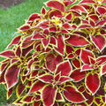 Red Yellow Coleus Seeds - Heirloom Flower Garden Seeds for Growing