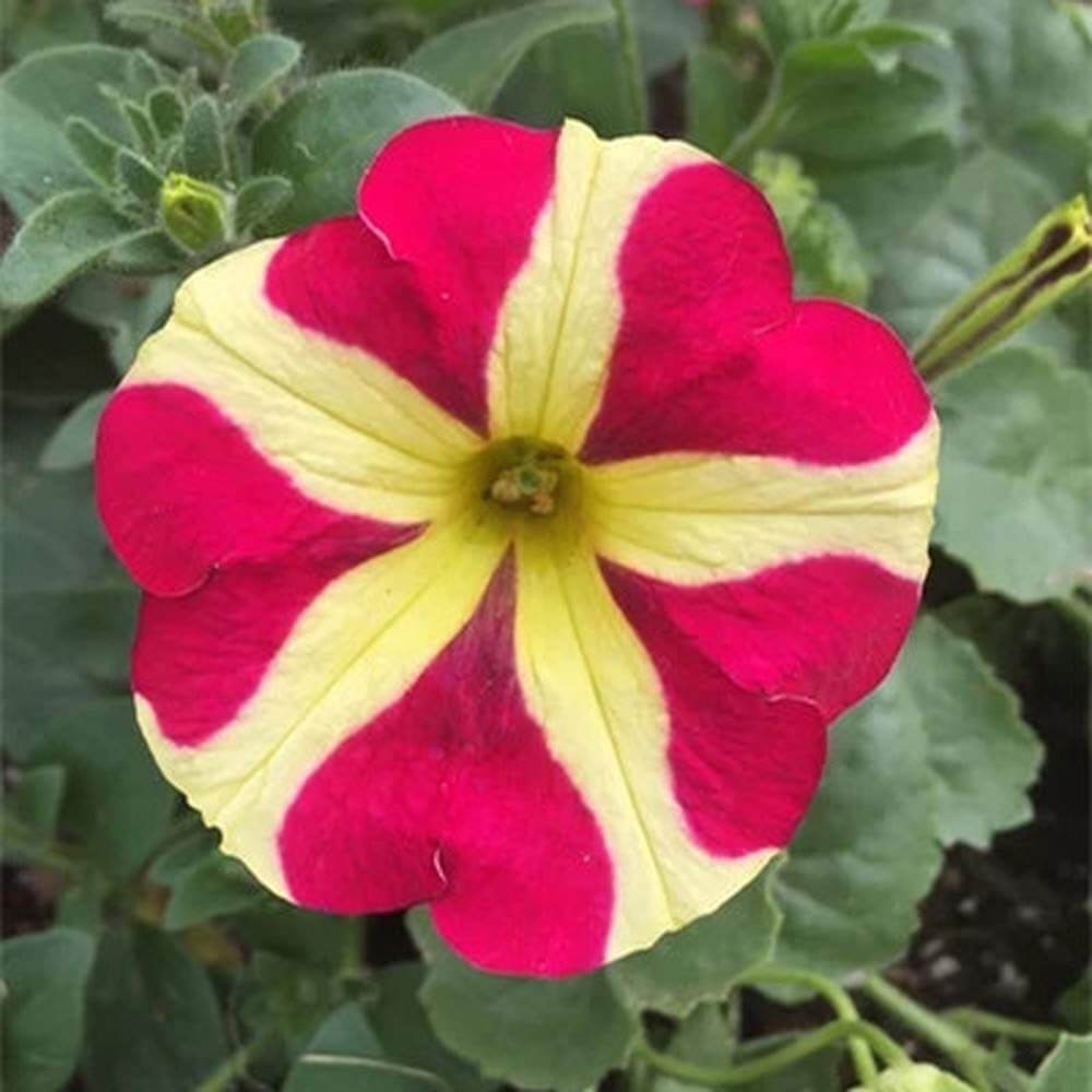 Red & Yellow Petunia Seeds - Heirloom Flower Garden Seeds for Growing