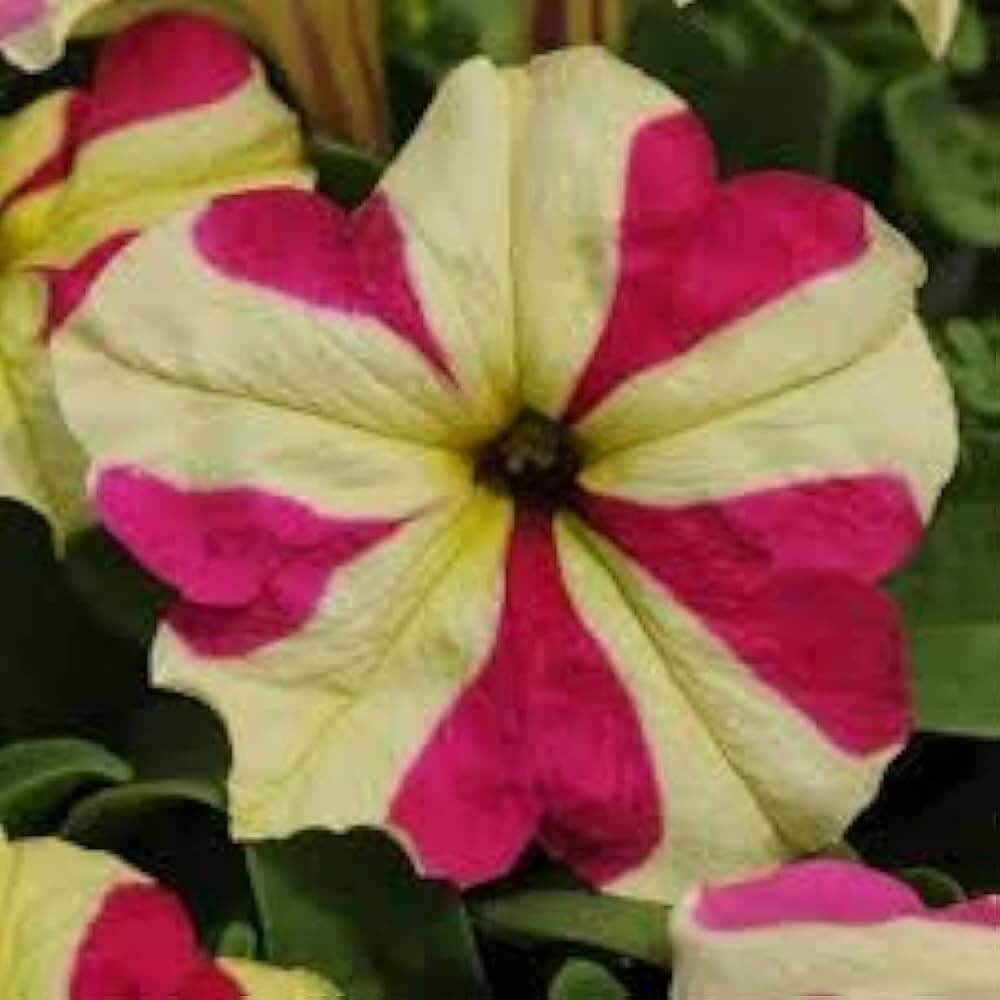 Red & Yellow Petunia Seeds - Heirloom Flower Garden Seeds for Growing
