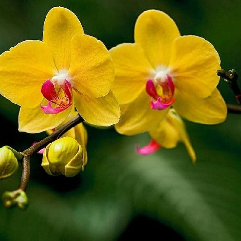 Red Yellow Phalaenopsis Orchid Seeds -  Heirloom Flower Garden Seeds for Growing