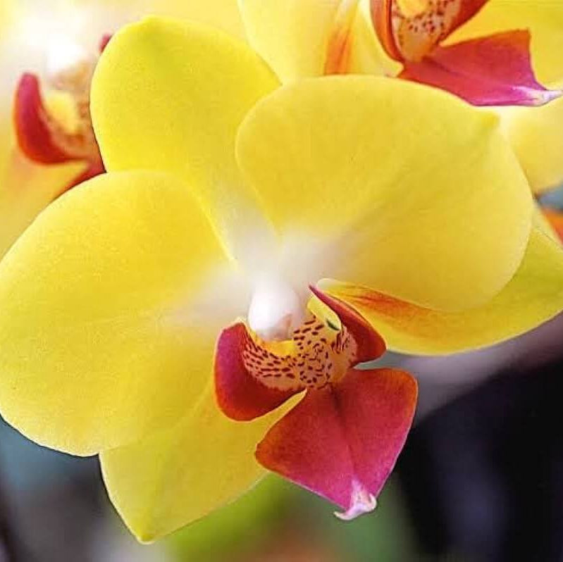 Red Yellow Phalaenopsis Orchid Seeds -  Heirloom Flower Garden Seeds for Growing