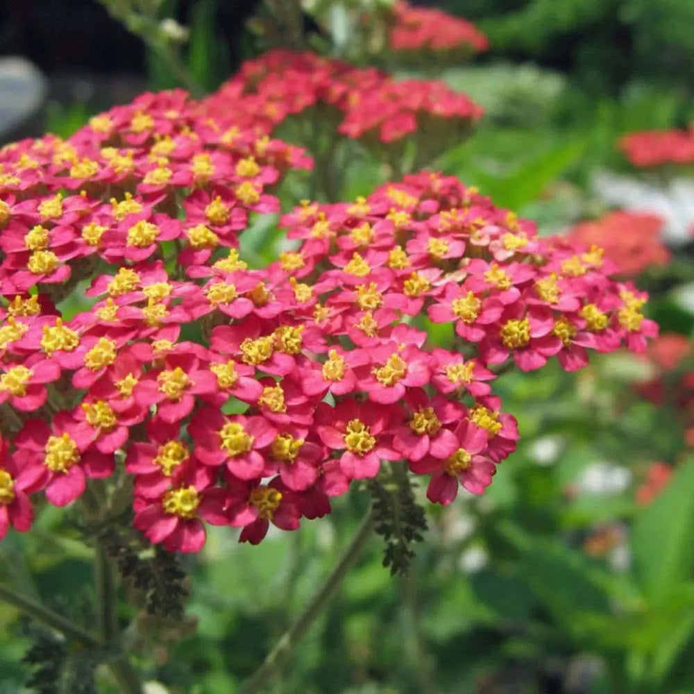 Red & Yellow Yarrow Seeds - Heirloom Flower Garden Seeds for Growing