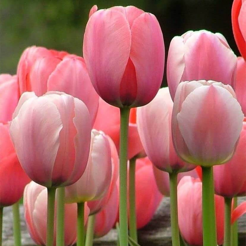 Red and Pink Tulip Seeds - Heirloom Flower Garden Seeds for Growing