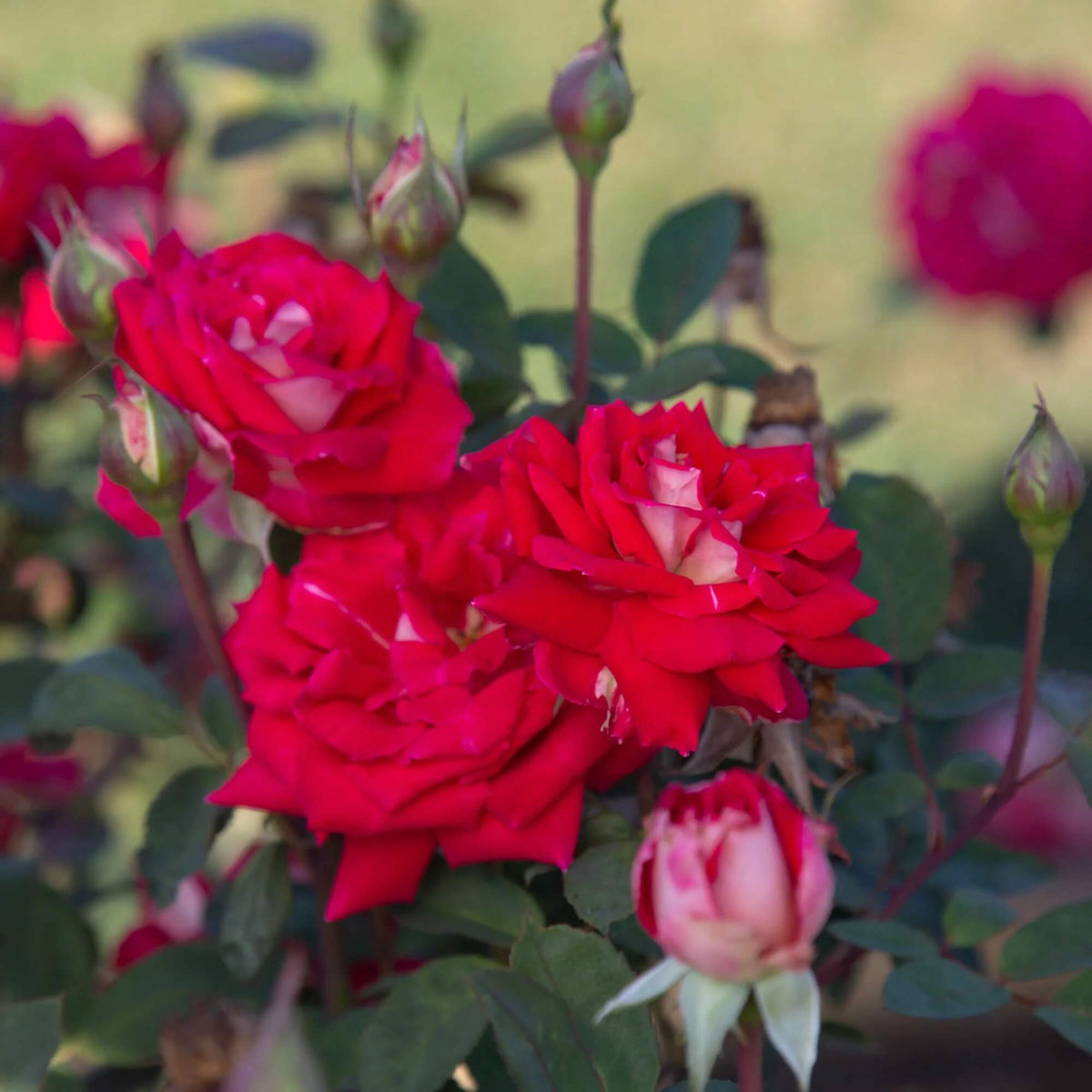 Red and White Love in a Rose Bush Seeds - Heirloom Flower Garden Seeds for Growing