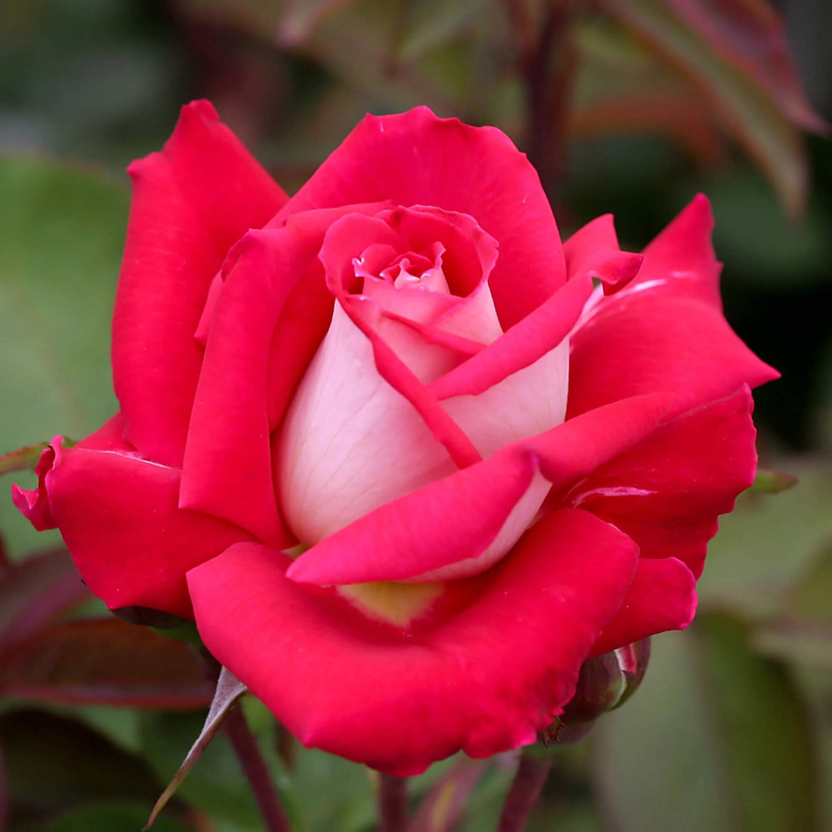 Red and White Love in a Rose Bush Seeds - Heirloom Flower Garden Seeds for Growing