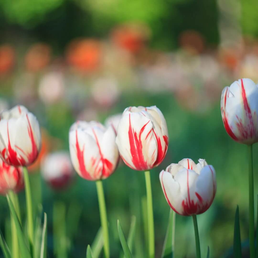 Red and White Tulip Seeds - Heirloom Flower Garden Seeds for Growing