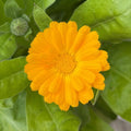 Resina Calendula Seeds - Heirloom Flower Garden Seeds for Growing