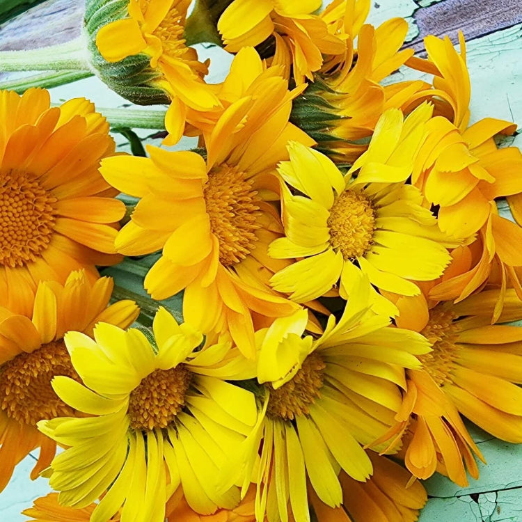 Resina Calendula Seeds - Heirloom Flower Garden Seeds for Growing