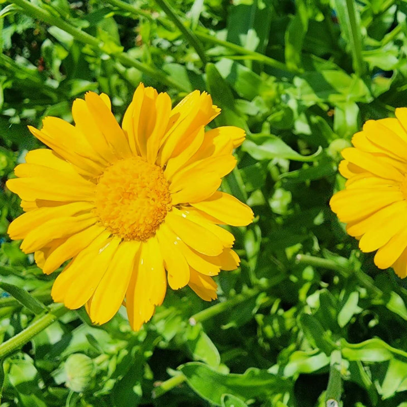 Resina Calendula Seeds - Heirloom Flower Garden Seeds for Growing