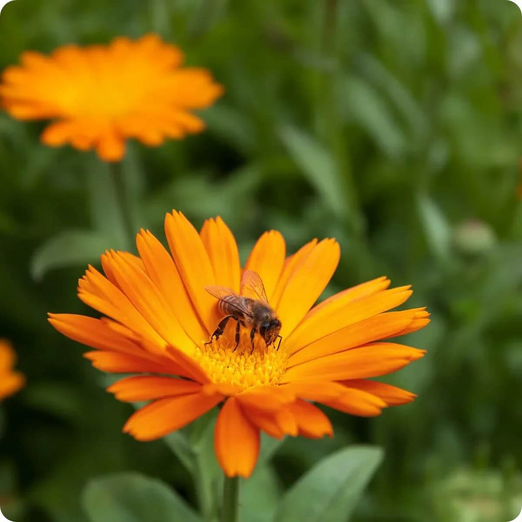 Resina Calendula Seeds - Heirloom Flower Garden Seeds for Growing