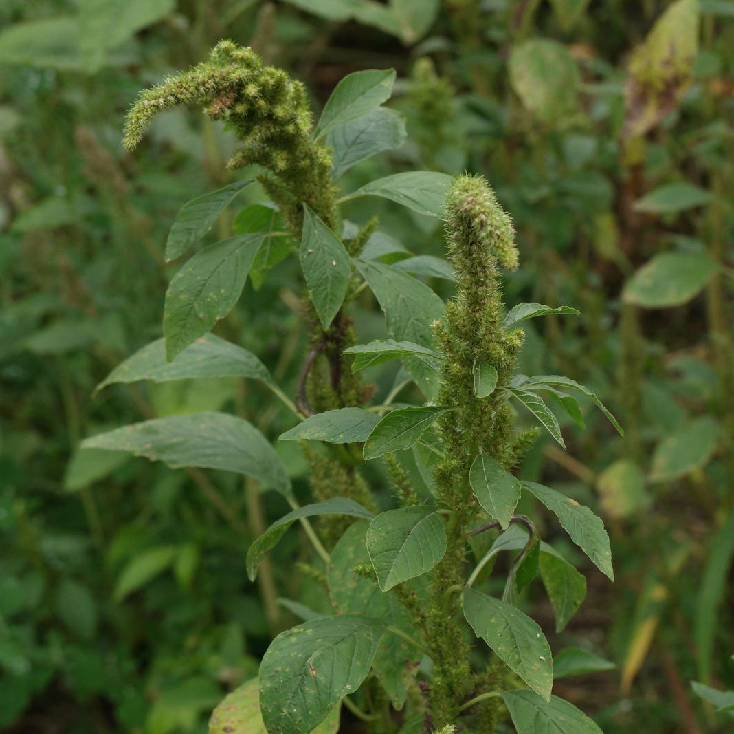Retroflexus Amaranth Seeds - Heirloom Flower Garden Seeds for Growing