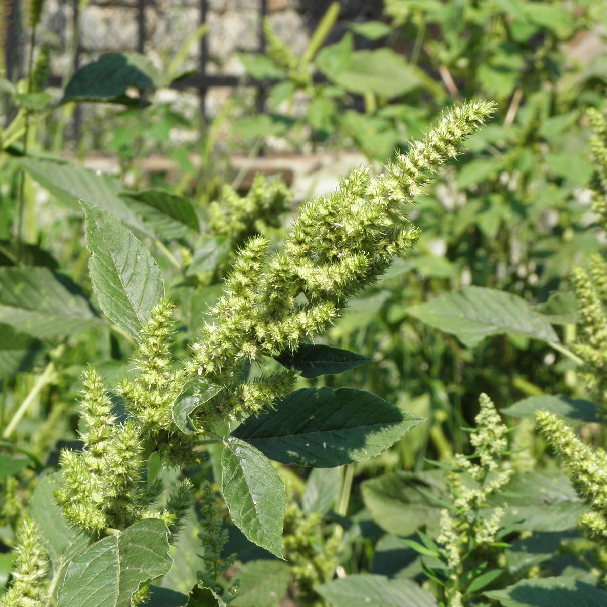 Retroflexus Amaranth Seeds - Heirloom Flower Garden Seeds for Growing