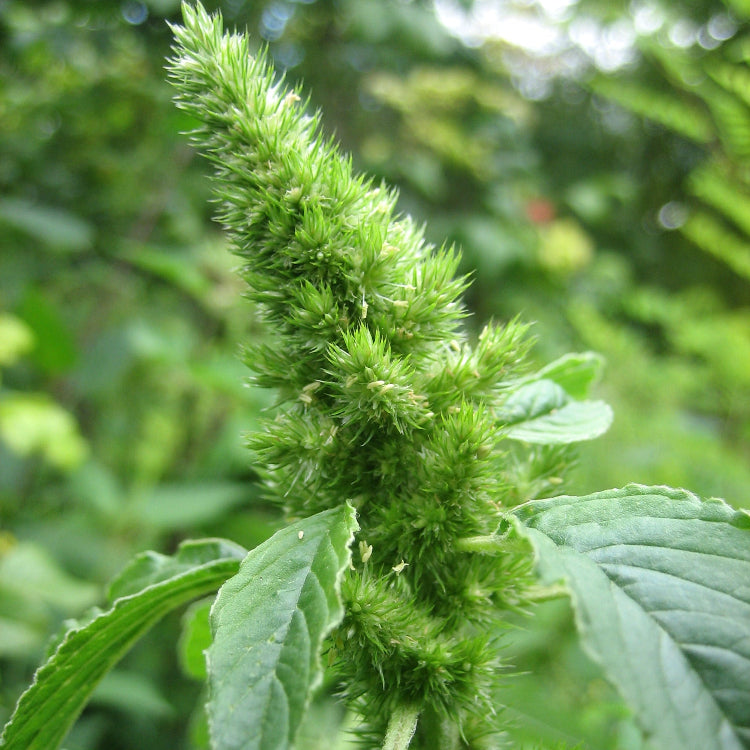 Retroflexus Amaranth Seeds - Heirloom Flower Garden Seeds for Growing