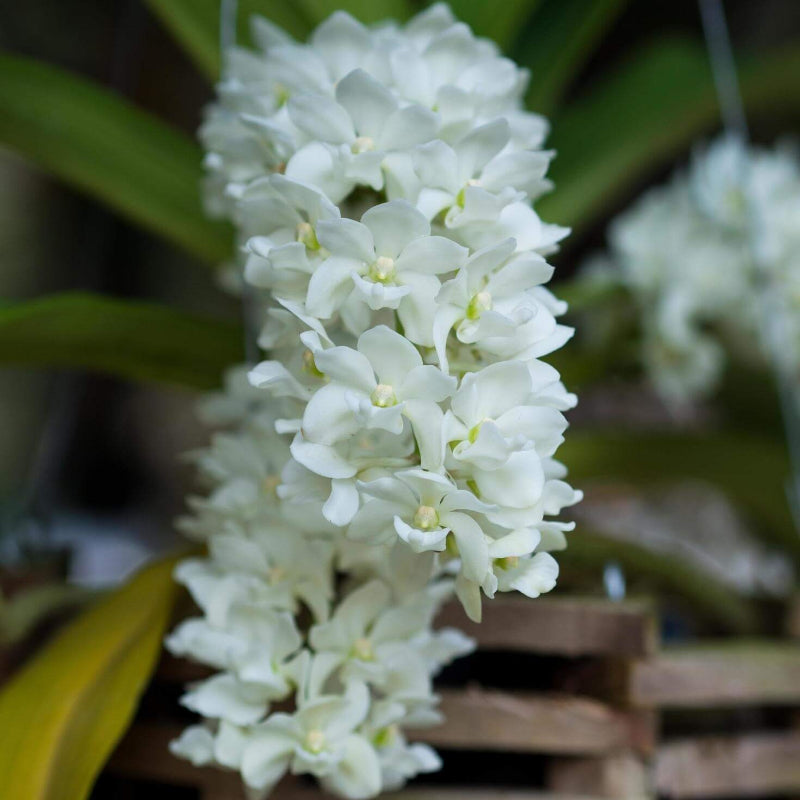 Rhynchostylis Retusa Alba Orchid Seeds -  Heirloom Flower Garden Seeds for Growing