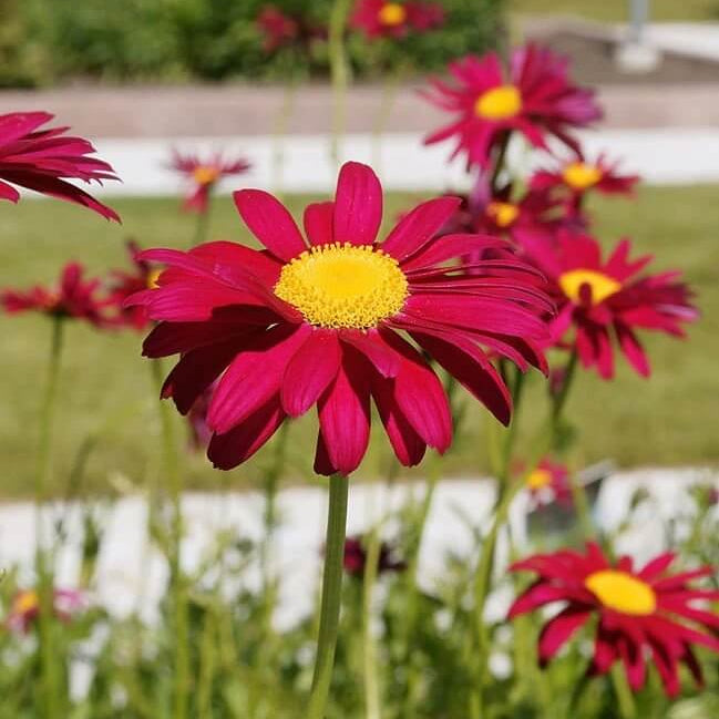 Robinsons Daisy Painted Chrysanthemum Seeds - Heirloom Flower Garden Seeds for Growing 